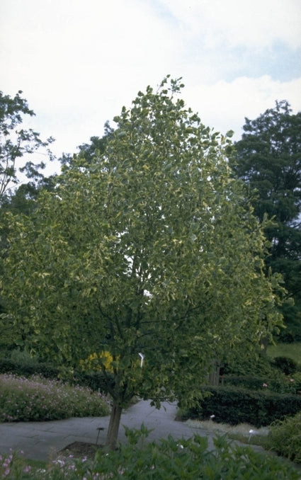 Tulpenboom - Liriodendron tulipifera 'Aureomarginatum'