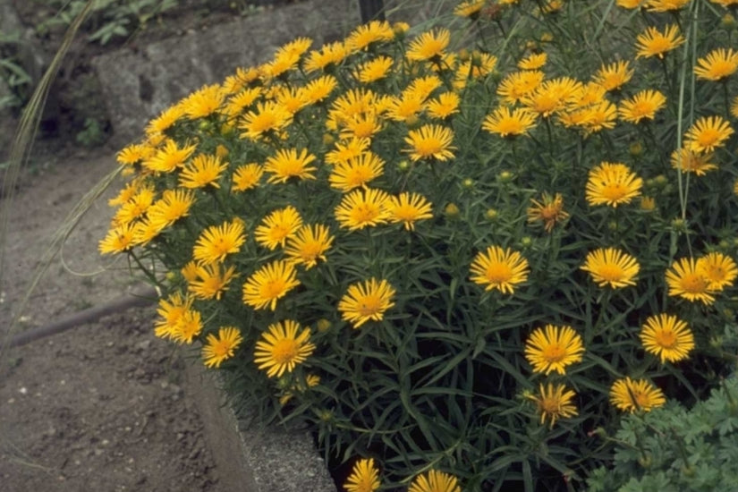 Inula ensifolia