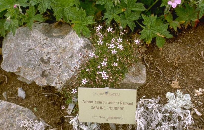 Zandmuur - Arenaria purpurascens