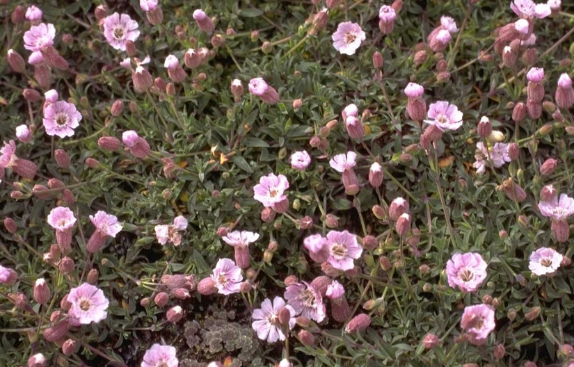 Silene - Silene maritima 'Rosea'