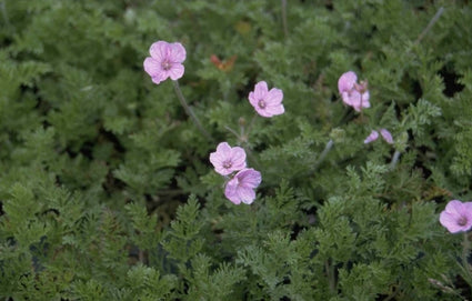 Reigersbek - Erodium 'County Park'