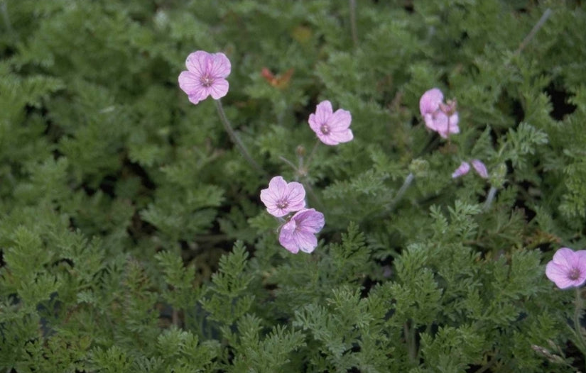 Reigersbek - Erodium 'County Park'