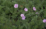 Reigersbek - Erodium 'County Park'