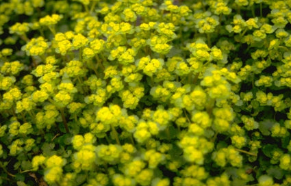 Chrysosplenium alternifolium