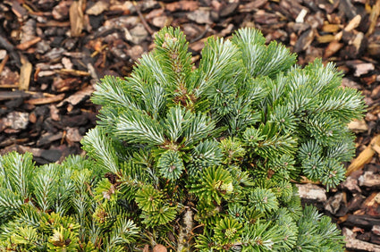 Japanse zilverspar - Abies veitchii