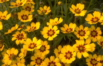 Meisjesogen - Coreopsis lanceolata 'Baby Gold'