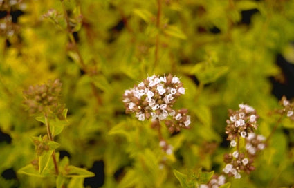 Wilde marjolein - Origanum vulgare 'Thumble's Variety'