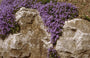 Kluwenklokje - Campanula portenschlagiana