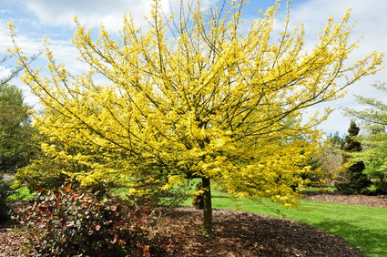 laagstammige Spaanse Aak - Acer campestre boom in de herfst