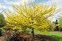 laagstammige Spaanse Aak - Acer campestre boom in de herfst