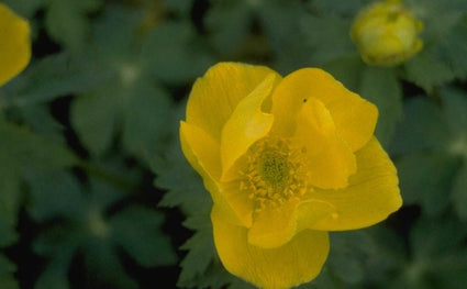 Trollius stenopetalus