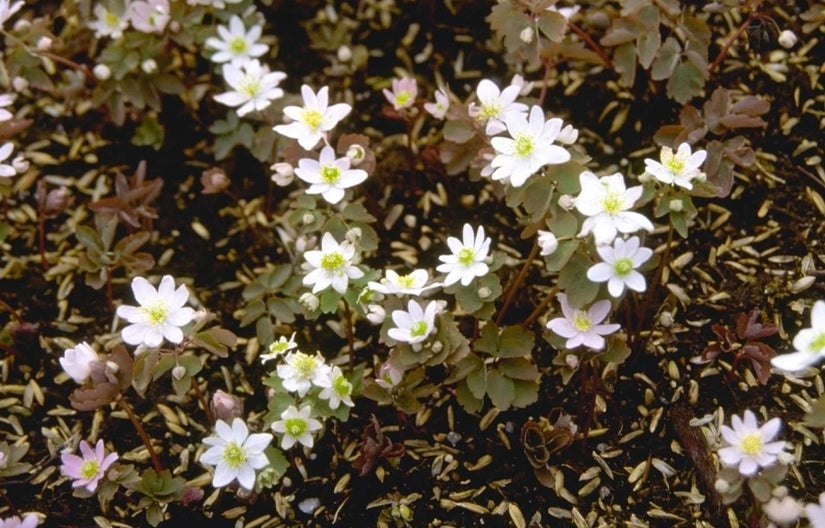 Ruitanemoon - Anemonella thalictroides