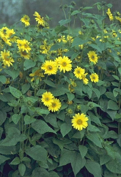 Zonnebloem - Helianthus atrorubens 'Gullick's Variety'