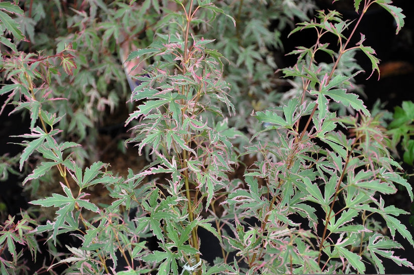Japanse Esdoorn - Acer palmatum 'Butterfly'