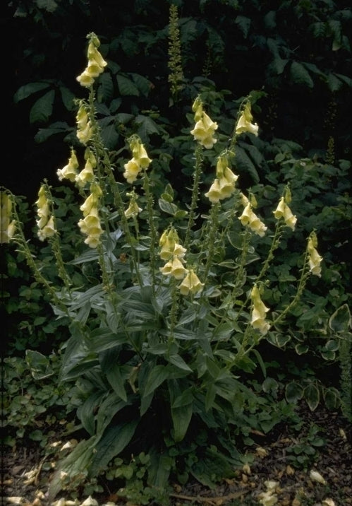 Geel Vingerhoedskruid - Digitalis grandiflora