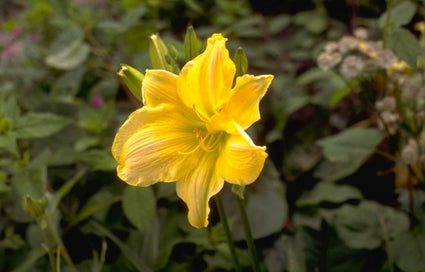 Daglelie - Hemerocallis 'William Munson'