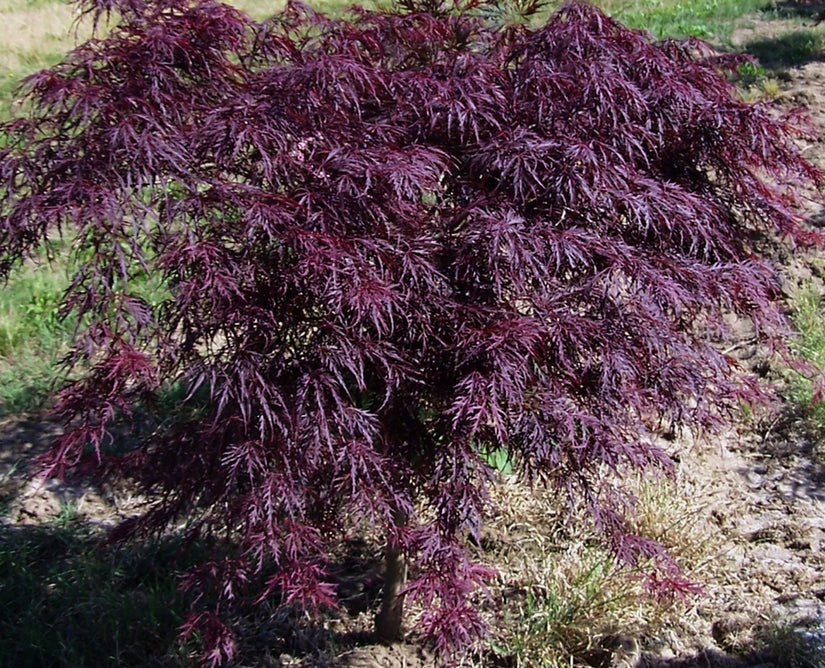 Japanse Esdoorn - Acer palmatum 'Inaba-shidare'