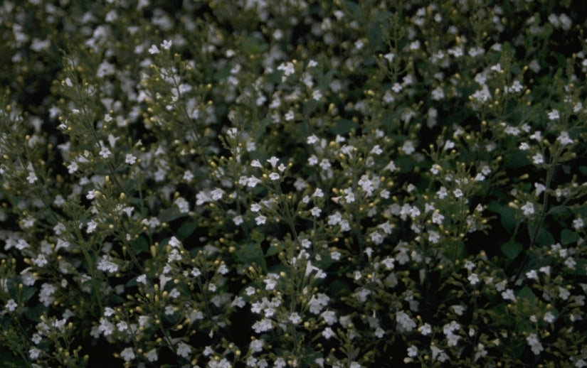 Clinopodium calamintha 'White Cloud'