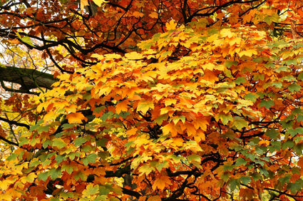 Gewone Esdoorn - Acer pseudoplatanus 'Atropurpureum'