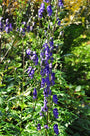 Aconitum 'Bressingham Spire'