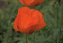 Oosterse klaproos - Papaver orientale 'Rembrandt'