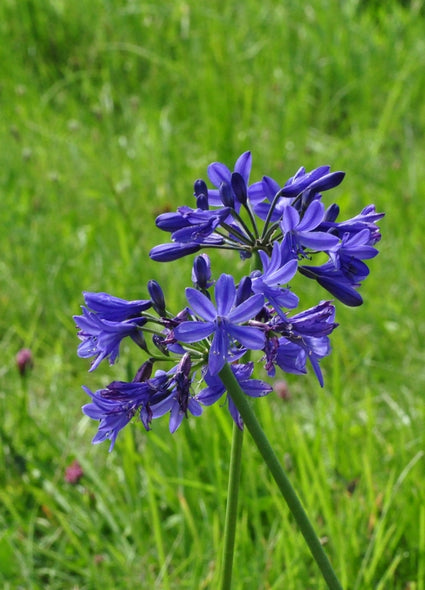 Afrikaanse lelie Agapanthus 'Lilliput'