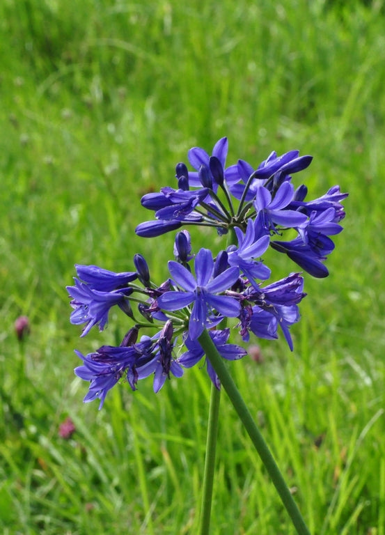 Afrikaanse lelie Agapanthus 'Lilliput'