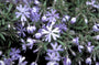 Borstelphlox - Phlox bifida