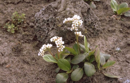 Schoenlappersplant - Bergenia stracheyi 'Alba'