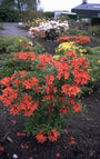 Rododendron - Rhododendron 'Balzac'