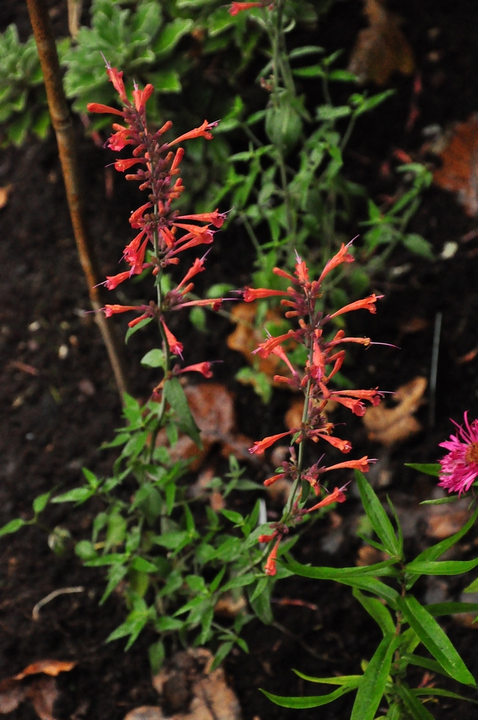 Dropplant rood vlindertuin 