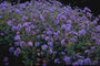 Beemdooievaarsbek - Geranium pratense 'Plenum Caeruleum'