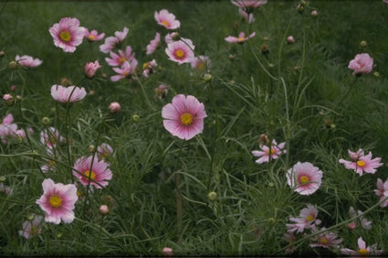 Cosmos bipinnatus 'Daydream'