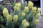 Wolfsmelk - Euphorbia characias 'Lambrook Gold'