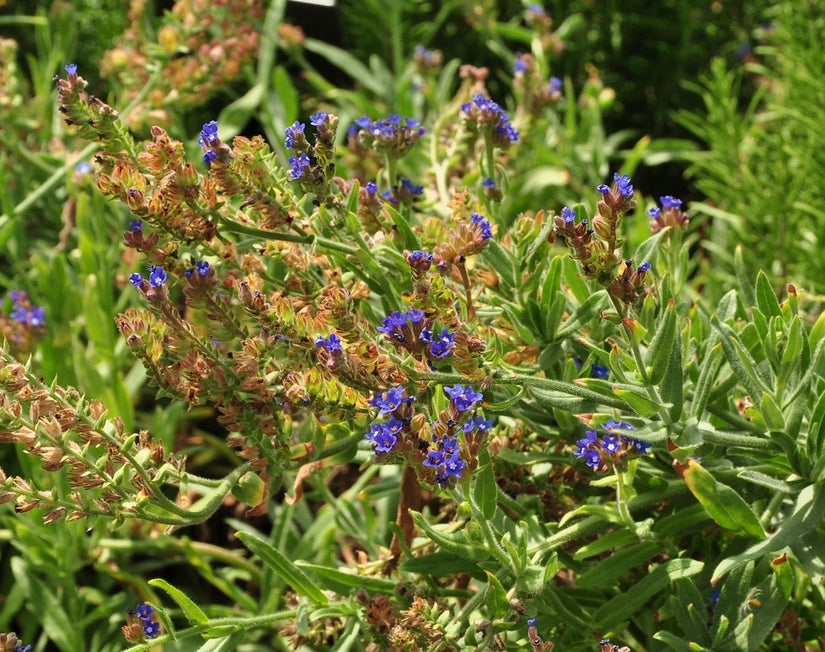 Anchusa officinalis