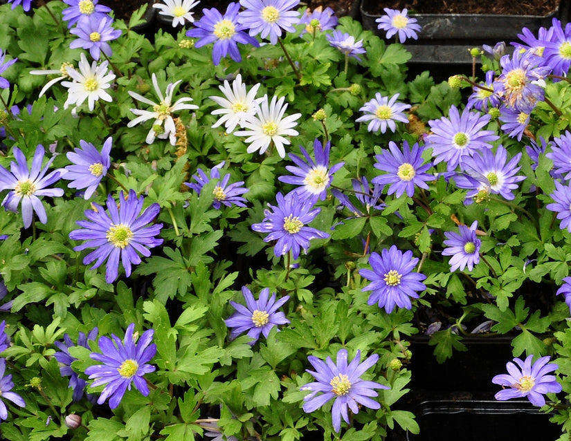 Blauwe Anemoon - Anemone blanda