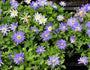 Blauwe Anemoon - Anemone blanda