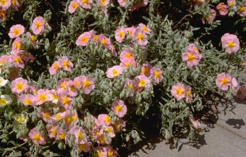 Zonneroosje - Helianthemum 'Wisley Pink'