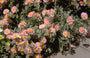 Zonneroosje - Helianthemum 'Wisley Pink'