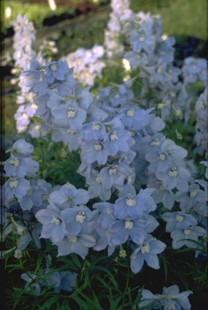 Ridderspoor - Delphinium 'Cliveden Beauty'