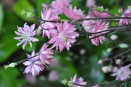 Wilde Akelei - Aquilegia vulgaris 'Plena'