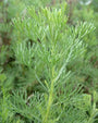 Artemisia abrotanum