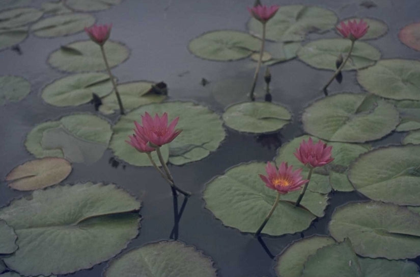 Nymphaea 'Laydekeri Purpurata'