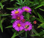 Herfstaster - Aster 'Anneke'