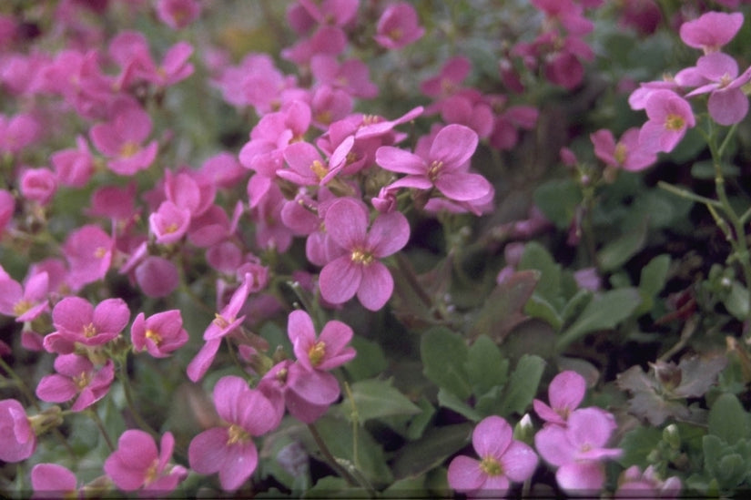 Rijstebrij - Arabis caucasica 'Pinkie'