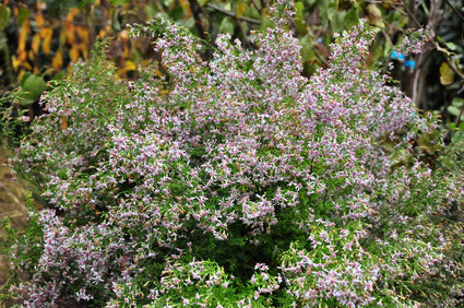 Aster cordifolius 'Ideal'