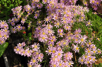 Aster Ericoides 'Pink Star'