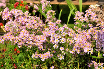 Aster Ericoides 'Pink Star'