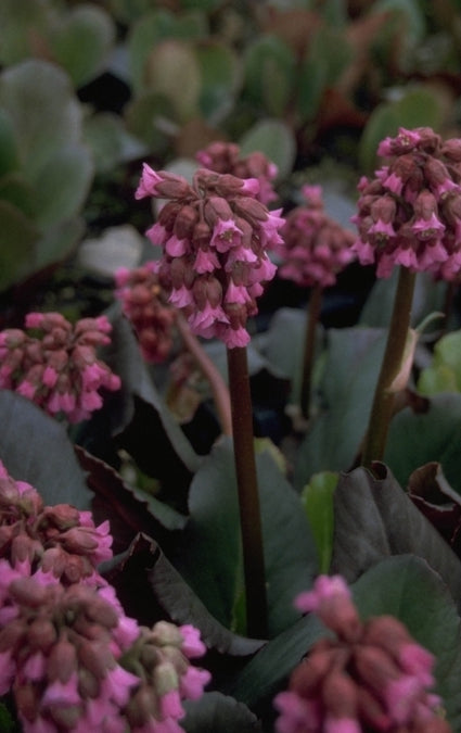 Schoenlappersplant - Bergenia 'Abendglocken'