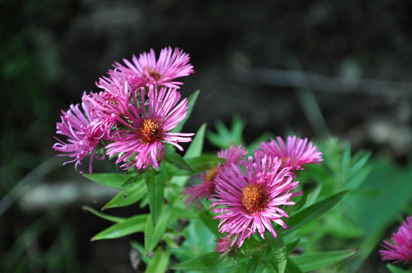 Herfstaster - Aster novae-angliae 'Alma Potschke'